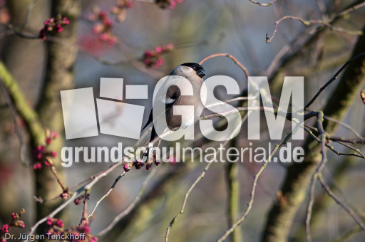 Gimpel (17 von 40).jpg